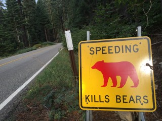 speedingkillsbears-1