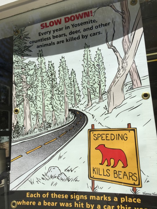 speedingkillsbears-2