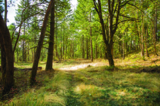 Imagine nice biking trails here. It could happen if we speak up.(Photos: Metro)