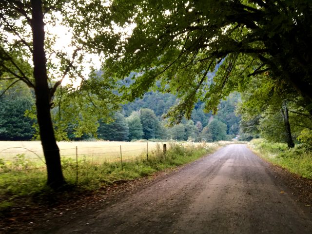 The precise moment when the Coos Bay Wagon Road emerges from forest to valley in Brewster Canyon.