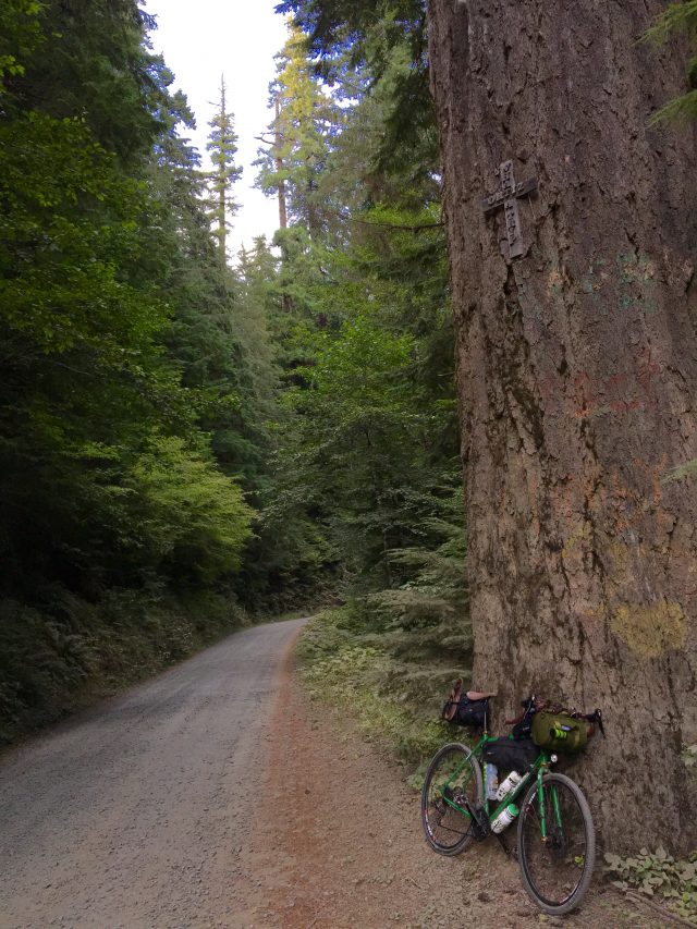 Gravel and big tree