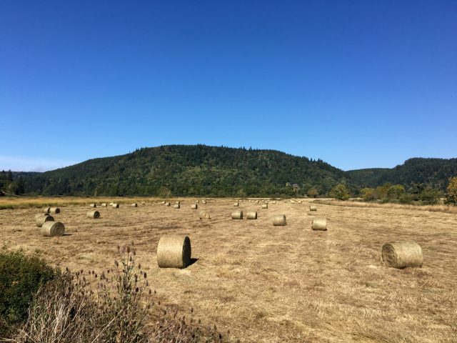 Found this hay field off of Parkersburg Road.