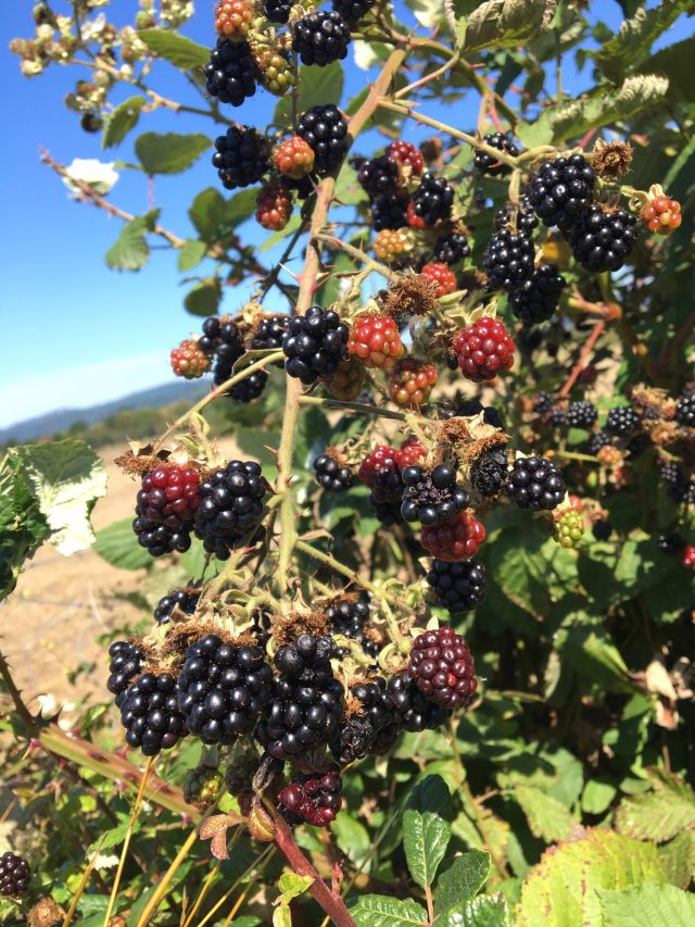 Filled a large water bottle in about 10 minutes of picking.