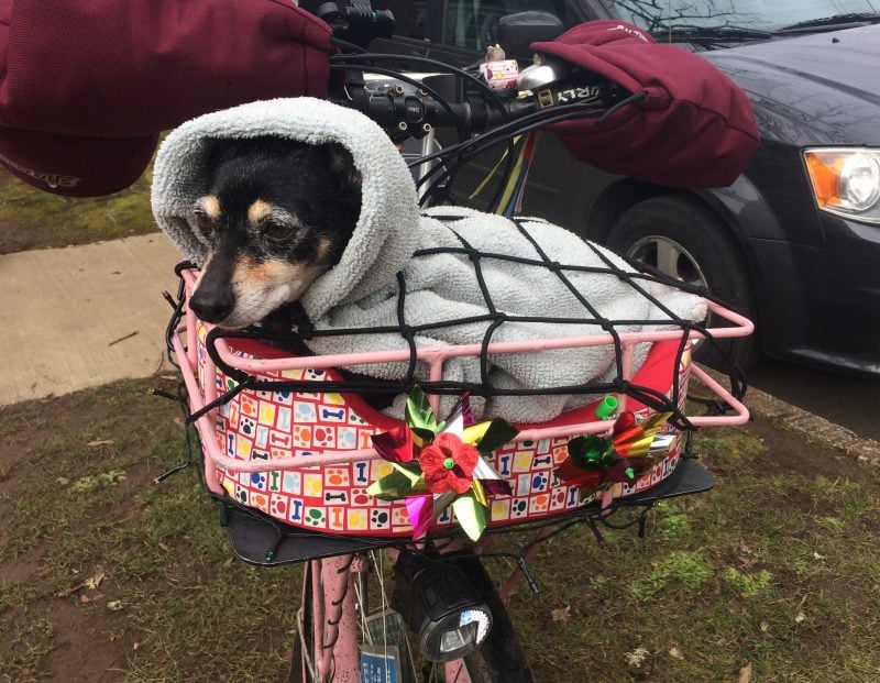 dog bike basket 30 lbs