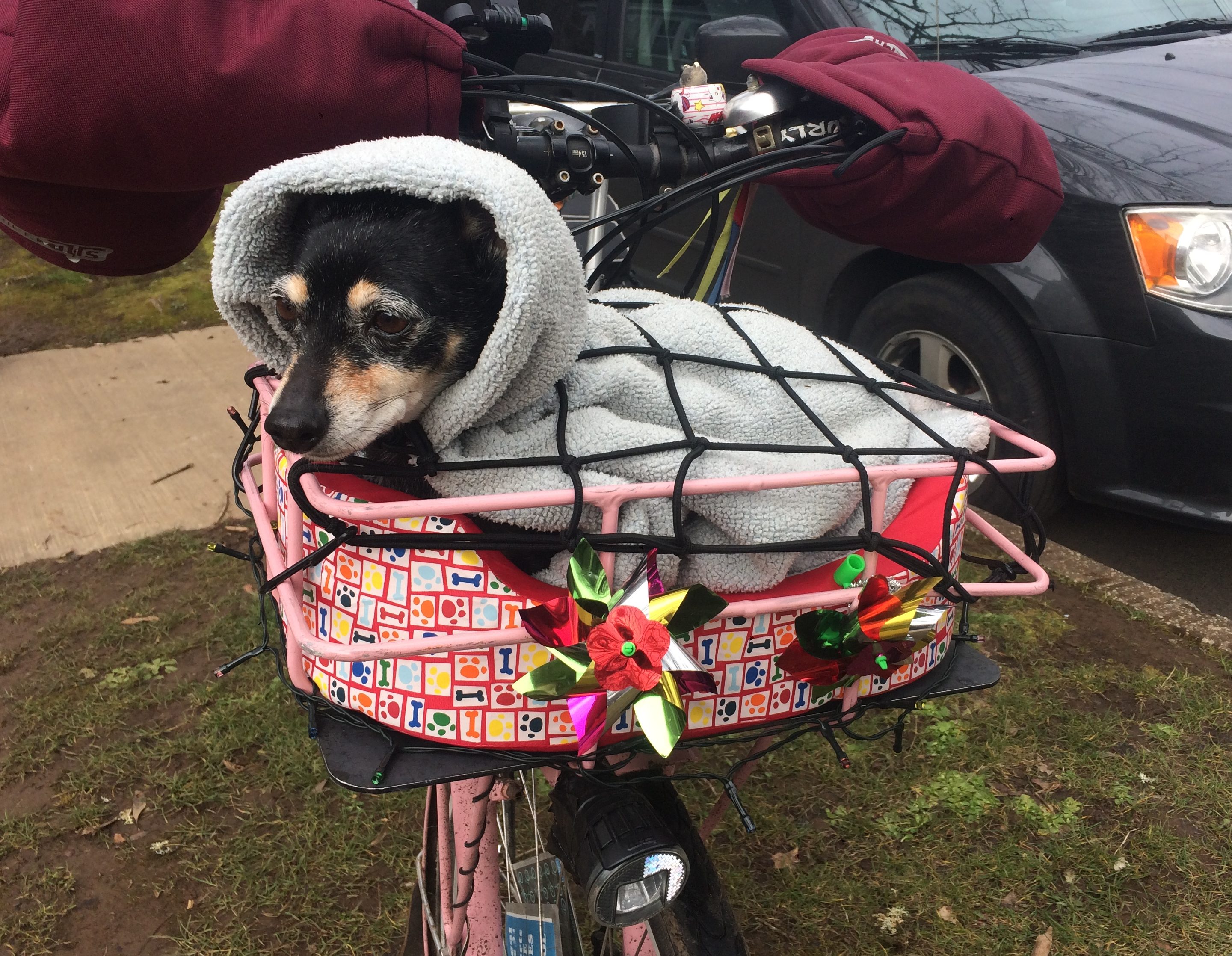 bike basket for dog up to 20 pounds