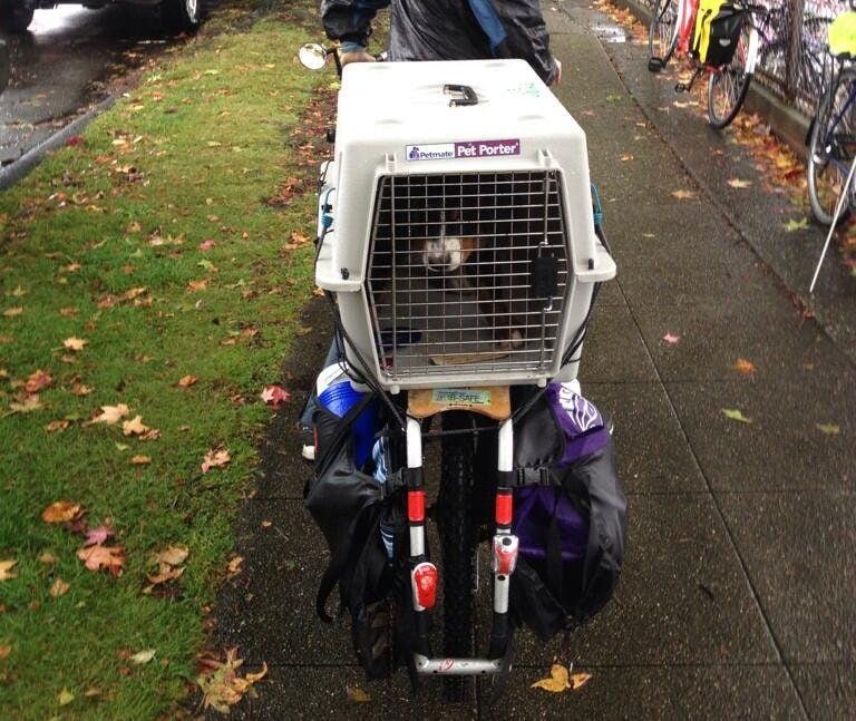 Dog carrier for back of online bike