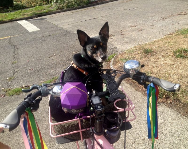 bike basket for dog up to 20 pounds