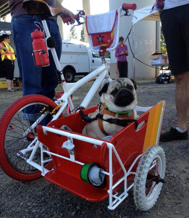 Diy dog shop bike carrier