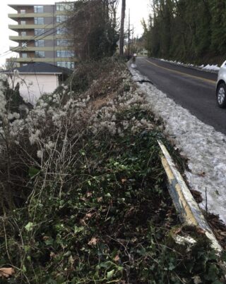 A car on a road next to a guardrail with overgrown vegetation