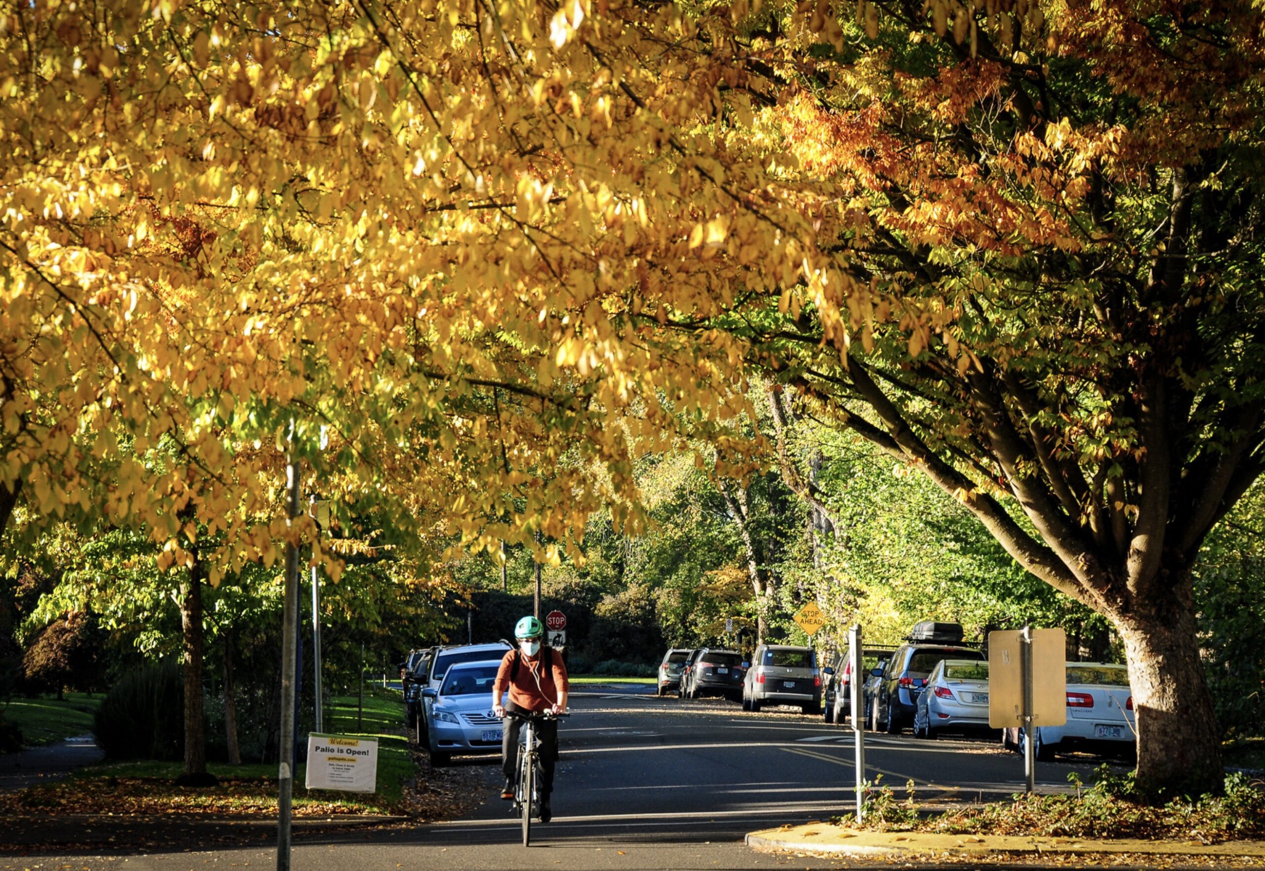 Golden leaves of a tree over a bike rider on a paved urban street.