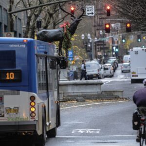 Downtown Portland street with bus, bike rider and the Thompson Elk Fountain on Main.