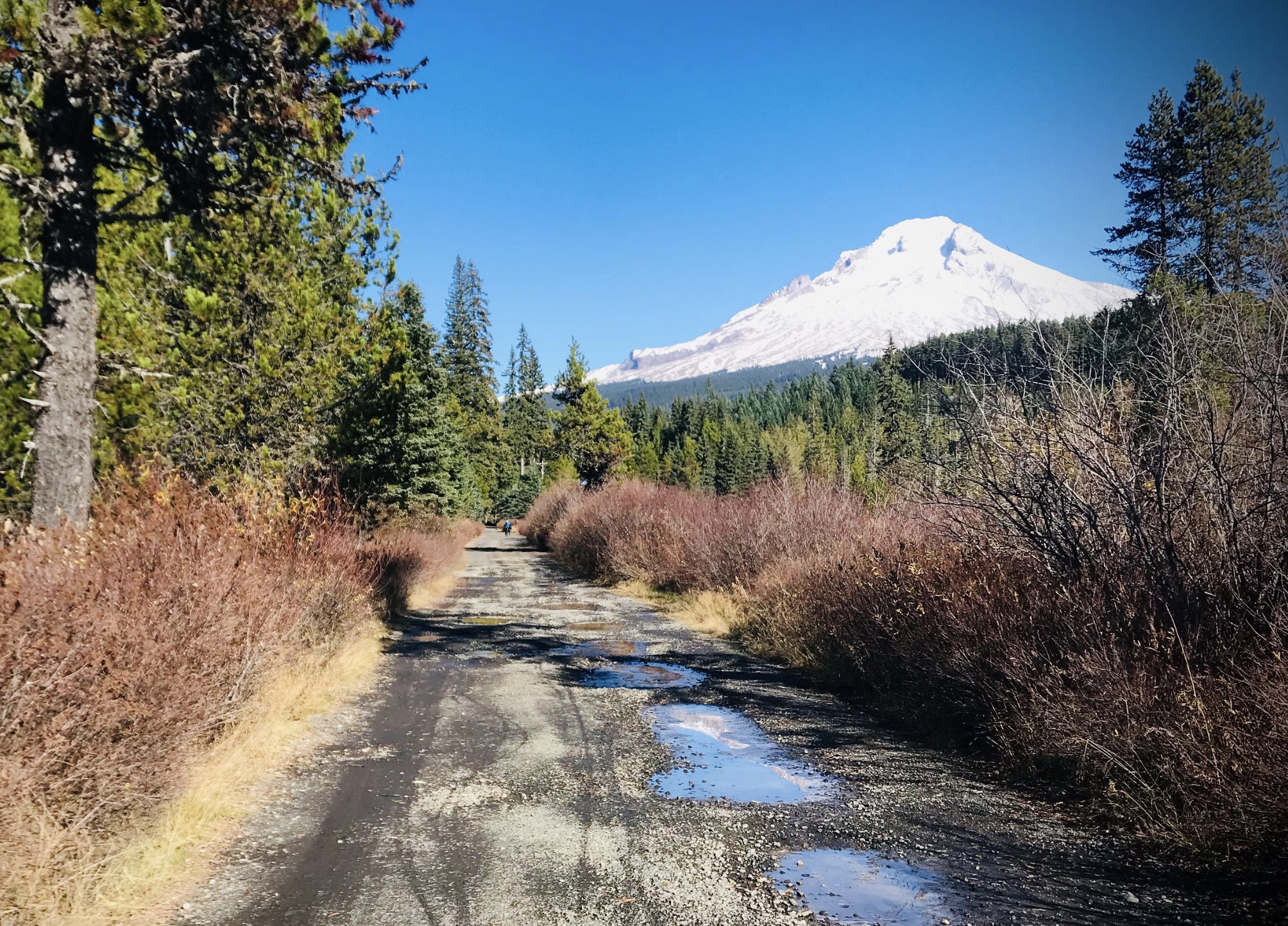 A dirt road in the forest with a snow-capped peak of Mt. Hood in the background.