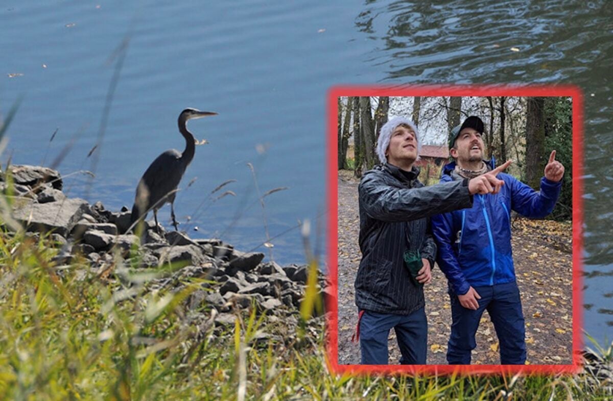 A heron at the side of a river and two men in inset photo looking at the sky.