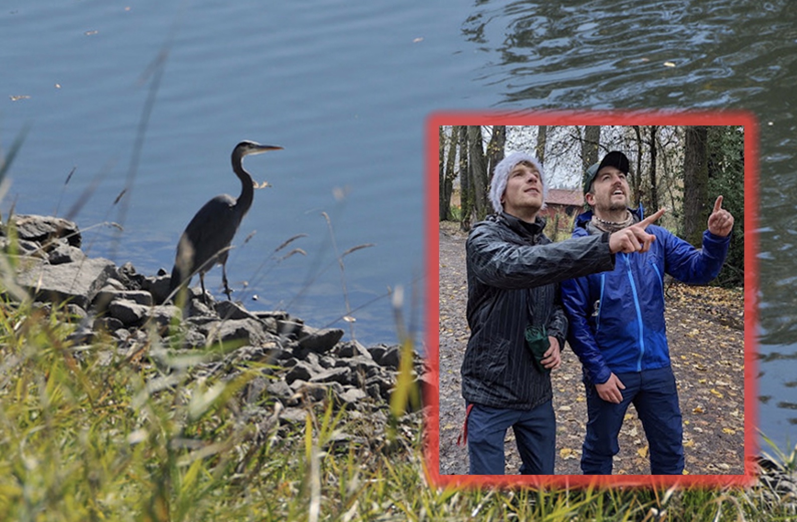 A heron at the side of a river and two men in inset photo looking at the sky.
